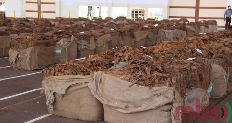 tobacco bales TC gets tough on nested tobacco – Malawi Broadcasting Corporation tobacco bales TC gets tough on nested tobacco – Malawi Broadcasting Corporation