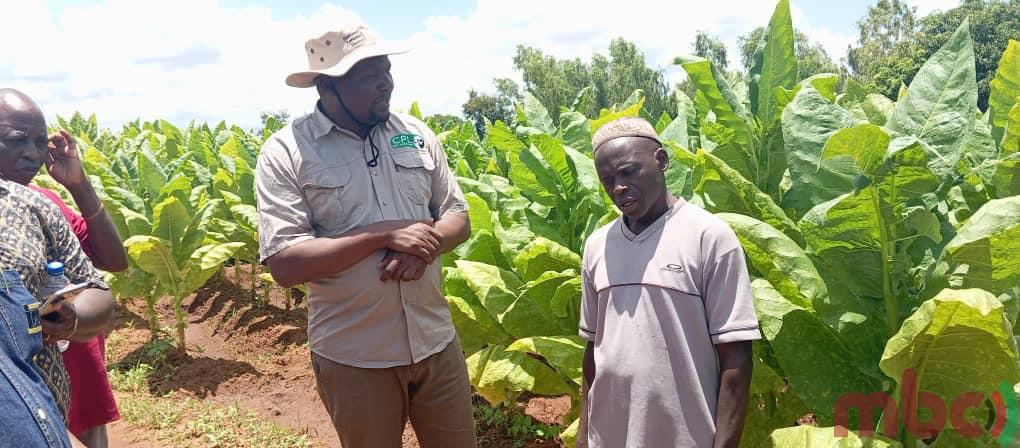 ‘Osagulitsa fodya kwa mavenda’ – Malawi Broadcasting Corporation